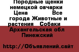 Породные щенки немецкой овчарки › Цена ­ 24 000 - Все города Животные и растения » Собаки   . Архангельская обл.,Пинежский 